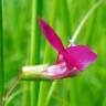 Fotografia 7 da espécie Lathyrus nissolia do Jardim Botânico UTAD