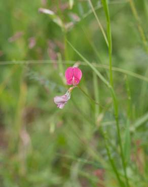 Fotografia 8 da espécie Lathyrus nissolia no Jardim Botânico UTAD