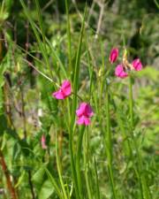 Fotografia da espécie Lathyrus nissolia