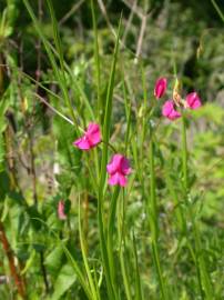 Fotografia da espécie Lathyrus nissolia