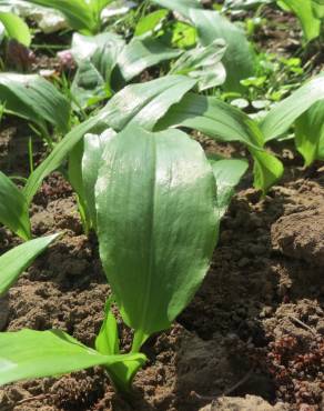 Fotografia 9 da espécie Allium ursinum subesp. ursinum no Jardim Botânico UTAD