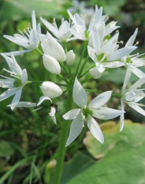 Fotografia 11 da espécie Allium ursinum subesp. ursinum no Jardim Botânico UTAD