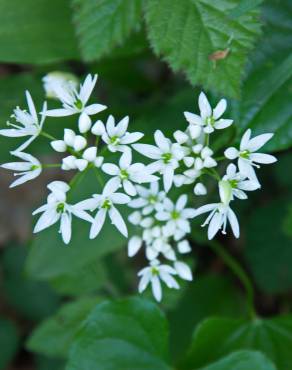 Fotografia 12 da espécie Allium ursinum subesp. ursinum no Jardim Botânico UTAD
