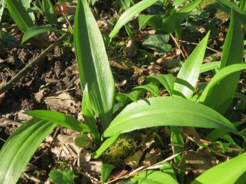 Fotografia da espécie Allium ursinum subesp. ursinum