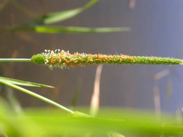 Fotografia da espécie Alopecurus aequalis