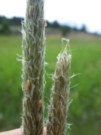 Fotografia da espécie Alopecurus arundinaceus