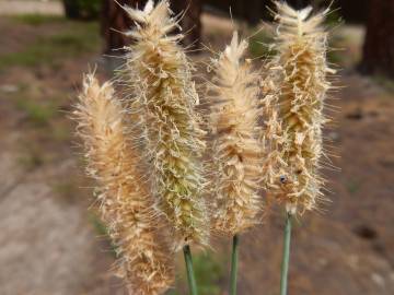 Fotografia da espécie Alopecurus arundinaceus