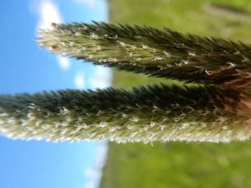 Fotografia da espécie Alopecurus arundinaceus