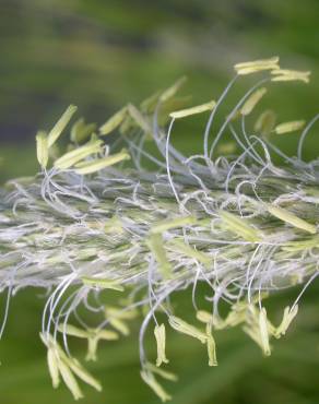 Fotografia 12 da espécie Alopecurus arundinaceus no Jardim Botânico UTAD