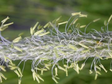 Fotografia da espécie Alopecurus arundinaceus