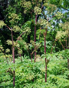 Fotografia 3 da espécie Angelica archangelica no Jardim Botânico UTAD