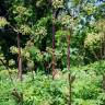 Fotografia 3 da espécie Angelica archangelica do Jardim Botânico UTAD