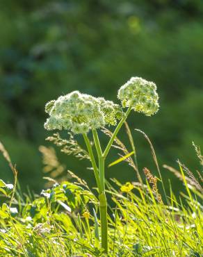 Fotografia 5 da espécie Angelica archangelica no Jardim Botânico UTAD