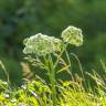 Fotografia 5 da espécie Angelica archangelica do Jardim Botânico UTAD