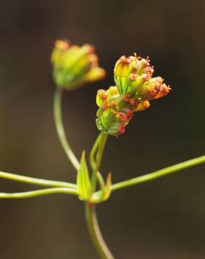 Fotografia 6 da espécie Bupleurum falcatum no Jardim Botânico UTAD