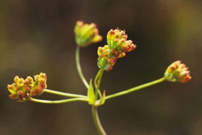Fotografia da espécie Bupleurum falcatum