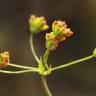 Fotografia 6 da espécie Bupleurum falcatum do Jardim Botânico UTAD