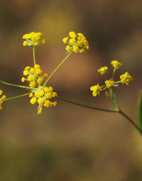 Fotografia 7 da espécie Bupleurum falcatum no Jardim Botânico UTAD