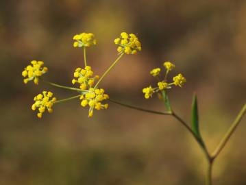 Fotografia da espécie Bupleurum falcatum
