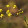 Fotografia 7 da espécie Bupleurum falcatum do Jardim Botânico UTAD