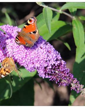 Fotografia 9 da espécie Buddleja davidii no Jardim Botânico UTAD