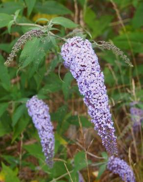 Fotografia 10 da espécie Buddleja davidii no Jardim Botânico UTAD