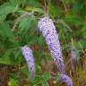 Fotografia 10 da espécie Buddleja davidii do Jardim Botânico UTAD