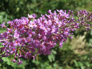 Fotografia da espécie Buddleja davidii