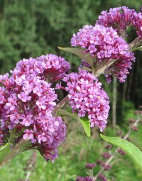 Fotografia 12 da espécie Buddleja davidii no Jardim Botânico UTAD