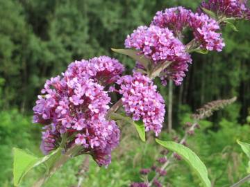 Fotografia da espécie Buddleja davidii