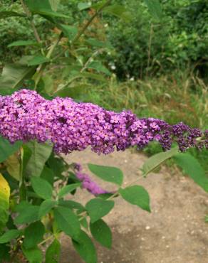 Fotografia 14 da espécie Buddleja davidii no Jardim Botânico UTAD