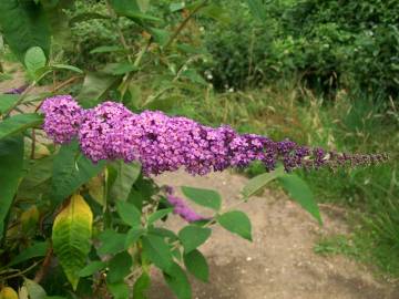 Fotografia da espécie Buddleja davidii