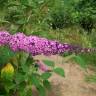 Fotografia 14 da espécie Buddleja davidii do Jardim Botânico UTAD