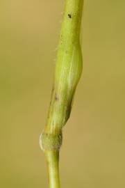 Fotografia da espécie Brachypodium sylvaticum