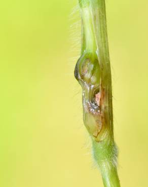 Fotografia 3 da espécie Brachypodium sylvaticum no Jardim Botânico UTAD