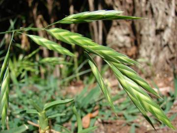 Fotografia da espécie Bromus catharticus