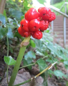 Fotografia 2 da espécie Arum maculatum no Jardim Botânico UTAD