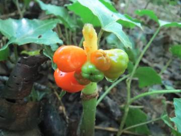 Fotografia da espécie Arum maculatum