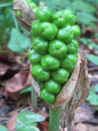 Fotografia da espécie Arum maculatum