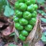 Fotografia 4 da espécie Arum maculatum do Jardim Botânico UTAD