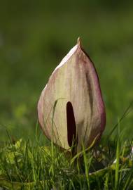 Fotografia da espécie Arum maculatum