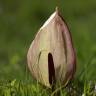 Fotografia 5 da espécie Arum maculatum do Jardim Botânico UTAD