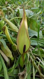 Fotografia da espécie Arum maculatum