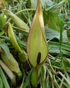 Fotografia 6 da espécie Arum maculatum no Jardim Botânico UTAD