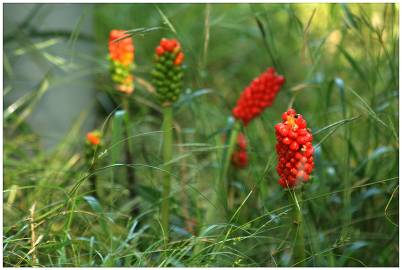 Fotografia da espécie Arum maculatum