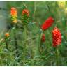 Fotografia 7 da espécie Arum maculatum do Jardim Botânico UTAD