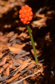 Fotografia da espécie Arum maculatum