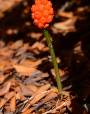 Fotografia 8 da espécie Arum maculatum no Jardim Botânico UTAD