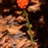 Fotografia 8 da espécie Arum maculatum do Jardim Botânico UTAD