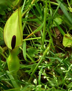 Fotografia 11 da espécie Arum maculatum no Jardim Botânico UTAD
